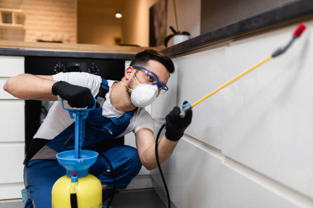 Wasp Removal Services in Needles, CA