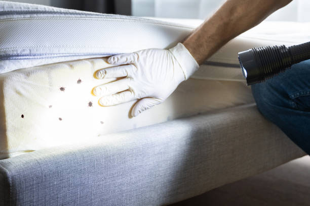 Best Pest Control Near Me  in Needles, CA