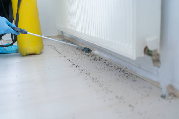 Best Pest Control for Restaurants  in Needles, CA